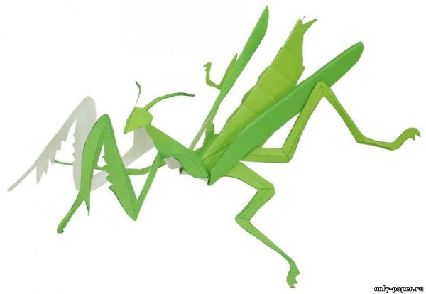 Богомол бумажный