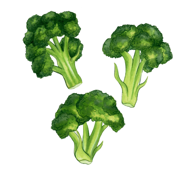 Капуста брокколи вектор