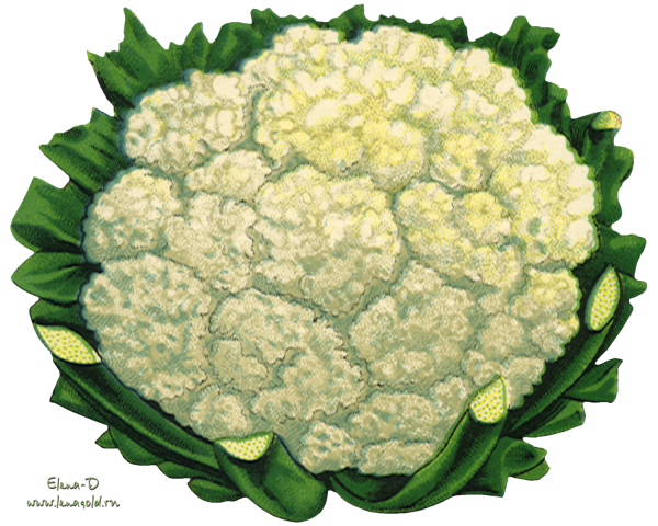 Цветная капуста