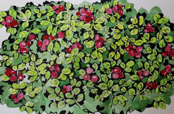 Брусника Графика