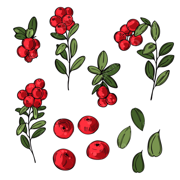 Брусника мультяшные