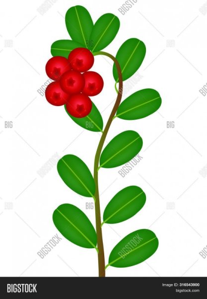 Листья брусники рисунок