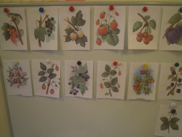 Рисование Лесные ягоды в старшей группе