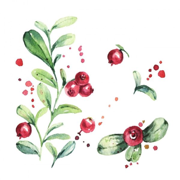 Брусника акварель