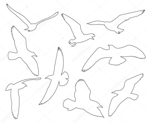 Чайка трафарет