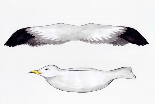 Макет Чайки