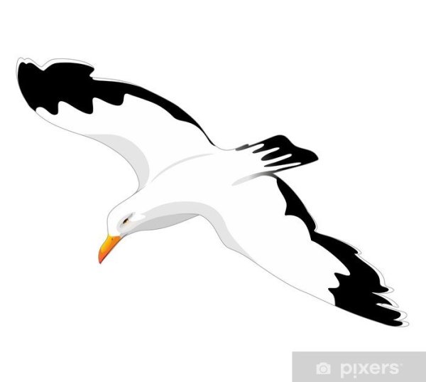 Трафареты чаек для вырезания