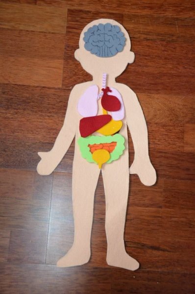 Макет тела человека