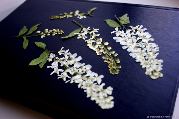 Высушенный цветок черемуха