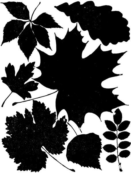 Силуэты листьев деревьев