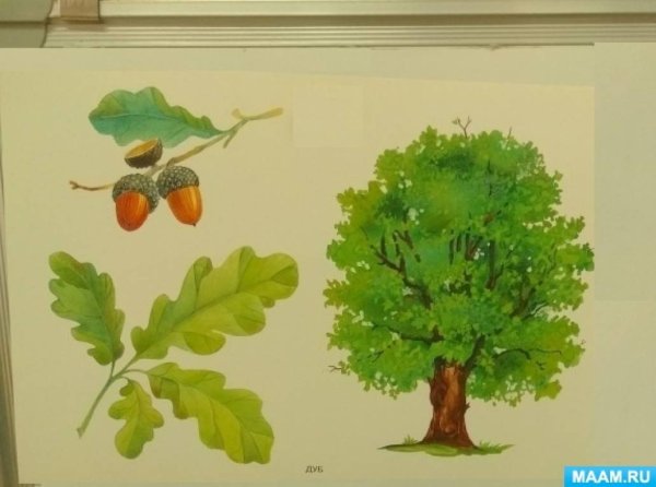 Аппликация дуб