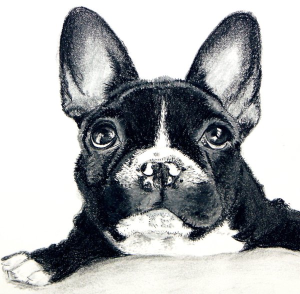 Французский бульдог бело черный