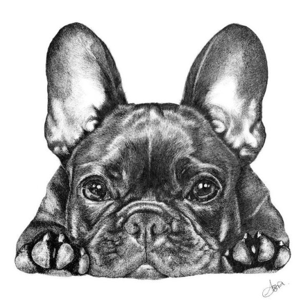Экслибрис французский бульдог
