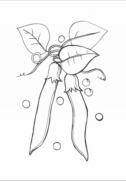 Горох раскраска для детей