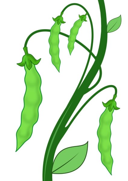 Стручок гороха рисунок