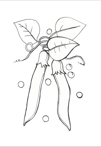 Фасоль картинка для детей раскраска