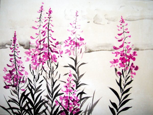 Иван чай иллюстрация