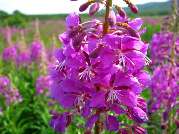 Кипрей Альба