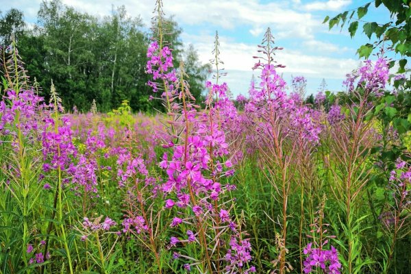 Иван-чай узколистный