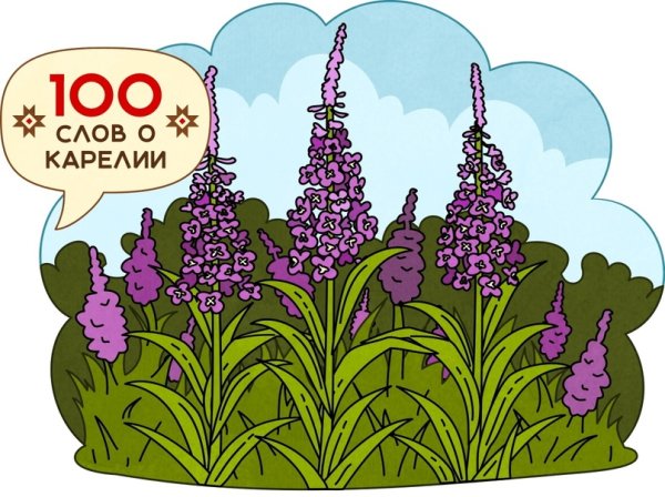 Иван чай рисунок