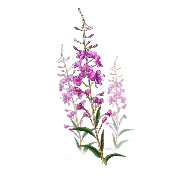 Иван-чай (кипрей) рисунок