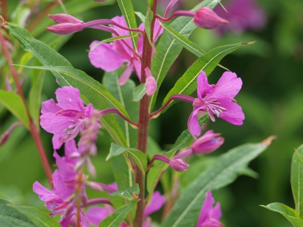 Иван-чай (кипрей)