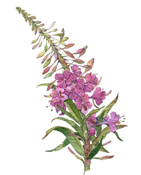 Кипрей узколистный Иван-чай акварель