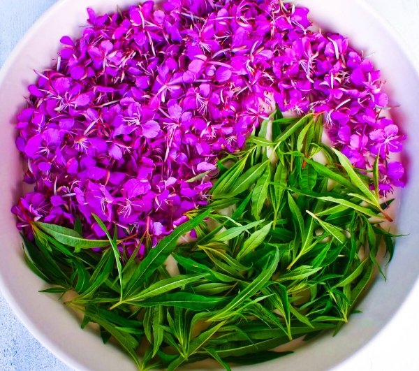 Иван чай мелкий