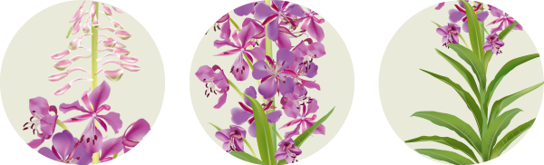 Иван чай цветок вектор