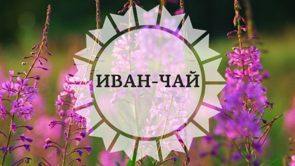 Кипрей Иван чай этикетка