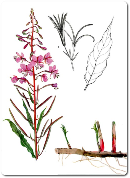 Иван чай узколистный строение