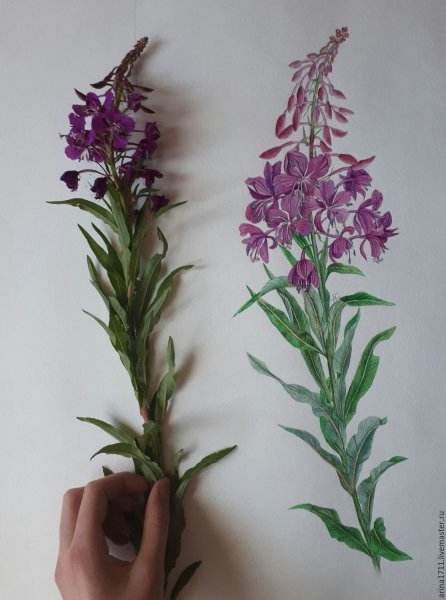 Иван чай узколистный гербарий