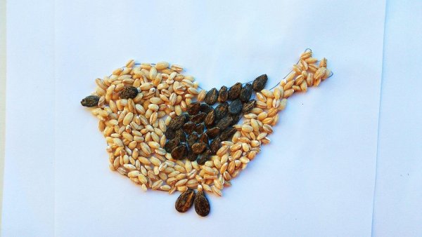 Аппликация из семян
