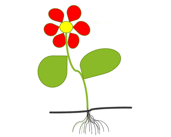 Части растения для детей