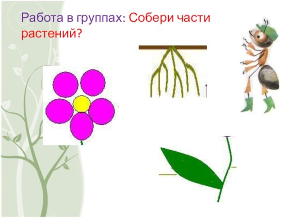 Собери растение из частей