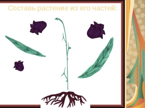 Собери цветок по частям