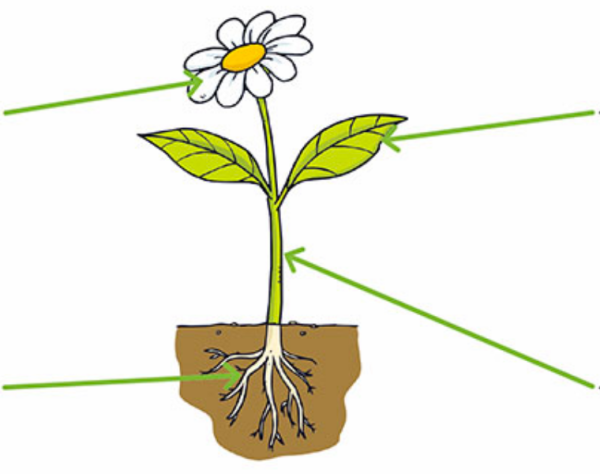 Стебель корень