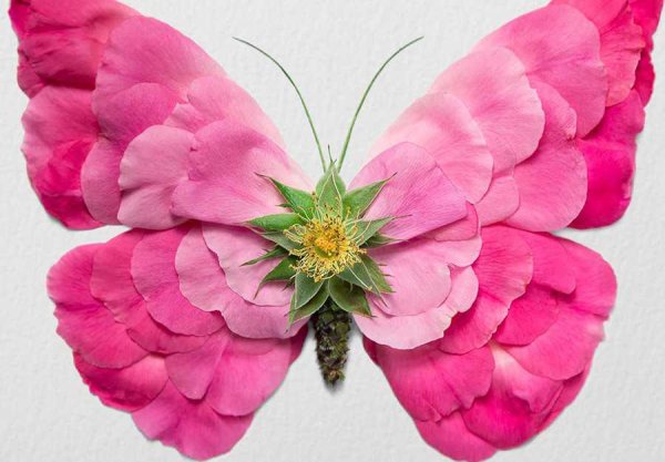 Бабочка из лепестков роз