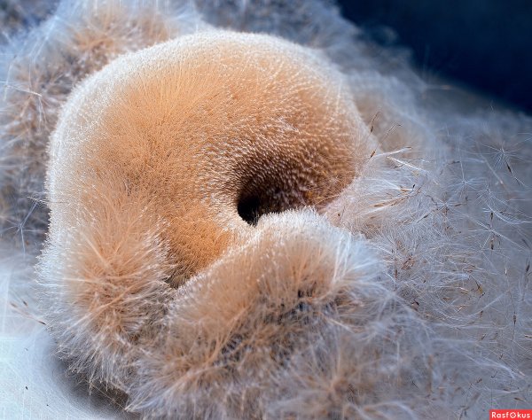 Камыш внутри пух