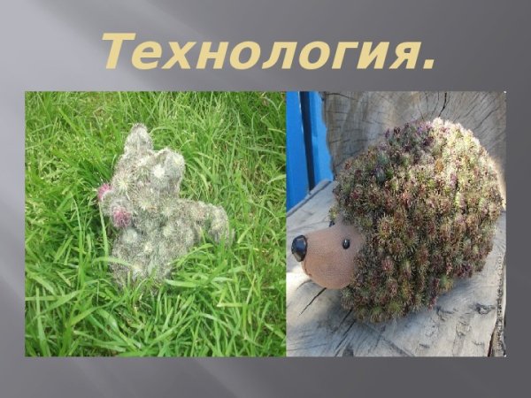 Ежик из репейника