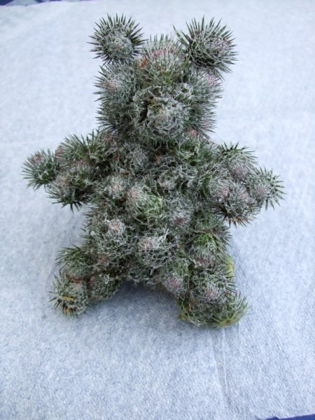 Поделки из репейника