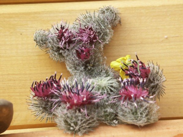 Лепка из репейника