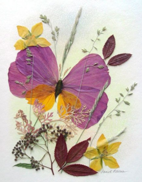 Ошибана Колибри