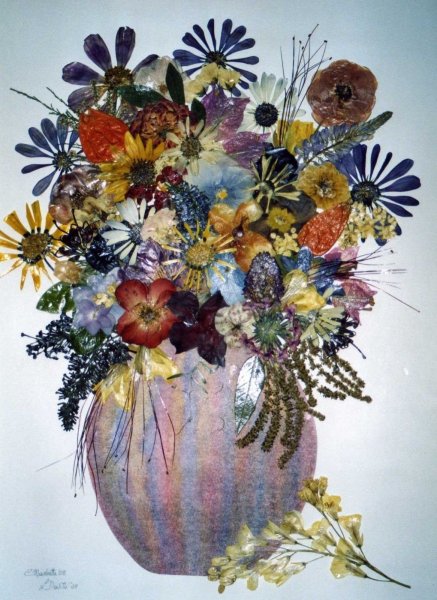 Ошибана Колибри