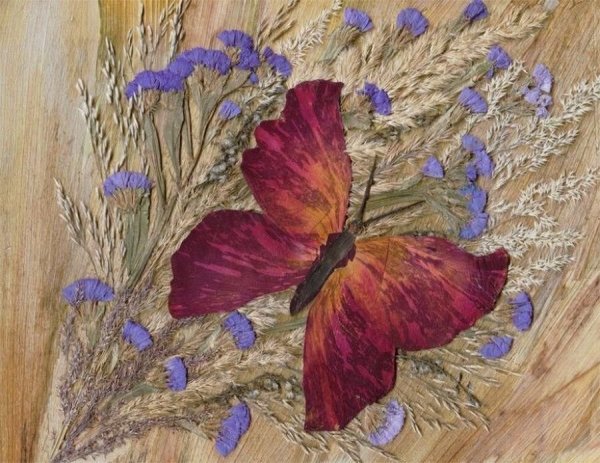 Ошибана Павлин