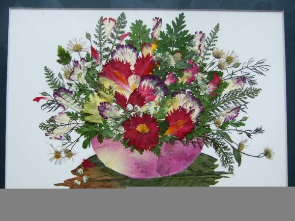 Ошибана из цинерарии