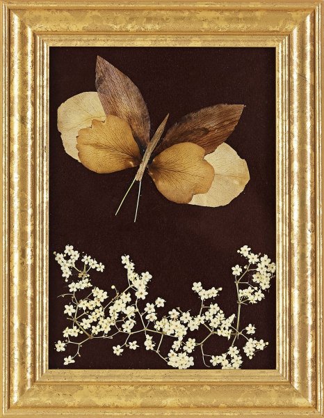 Картины из сухих листьев ошибана