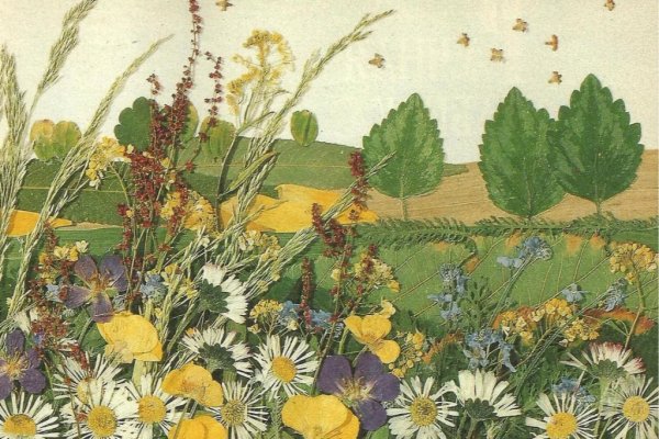 Ошибана Павлин