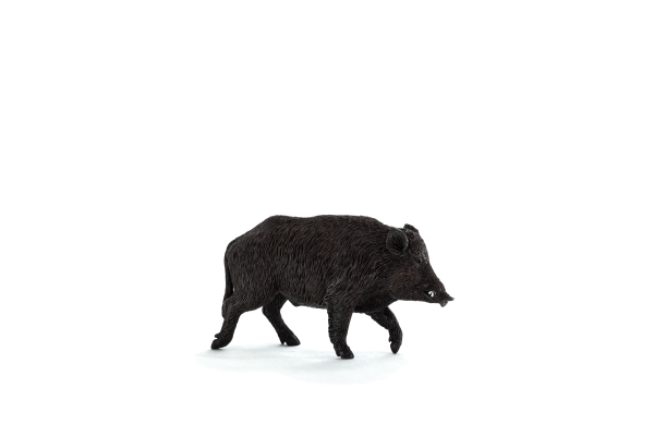 Кабан картинка для детей на прозрачном фоне