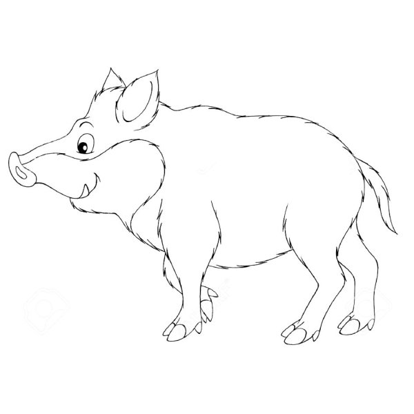 Кабан рисунок